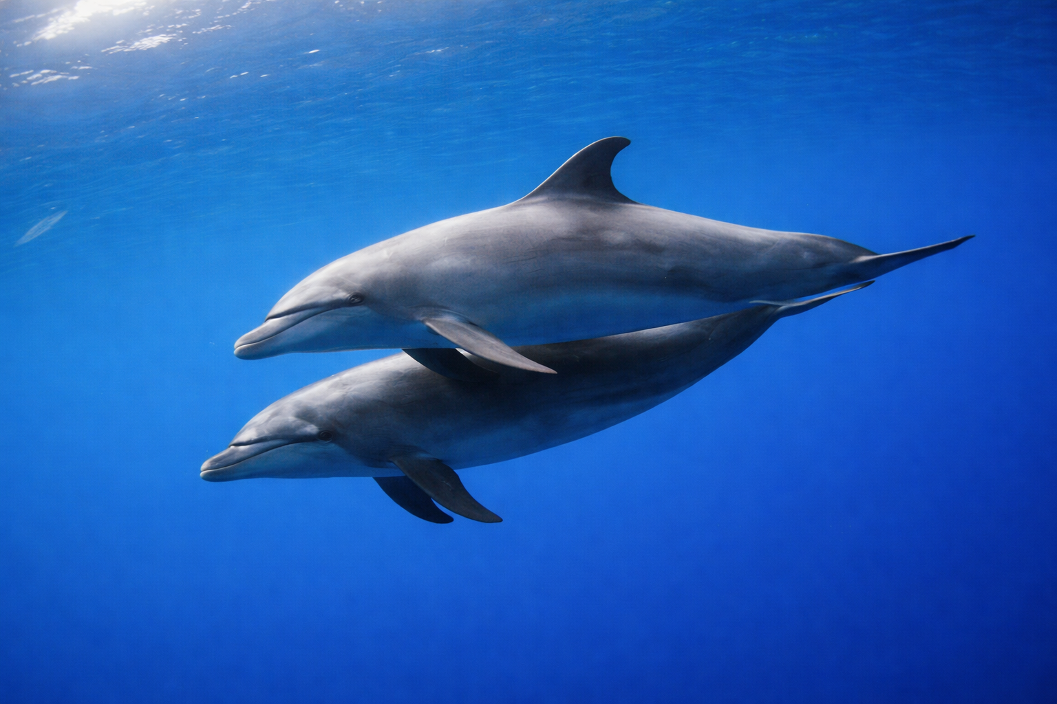 Sataya (Dolphin Reef)