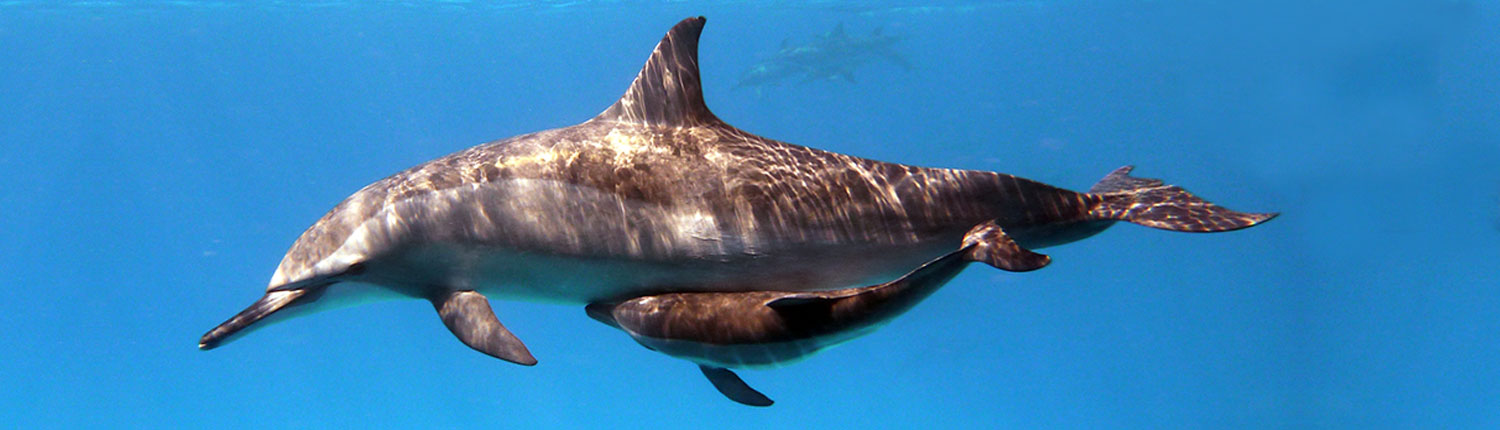 Hurghada Dive Sites