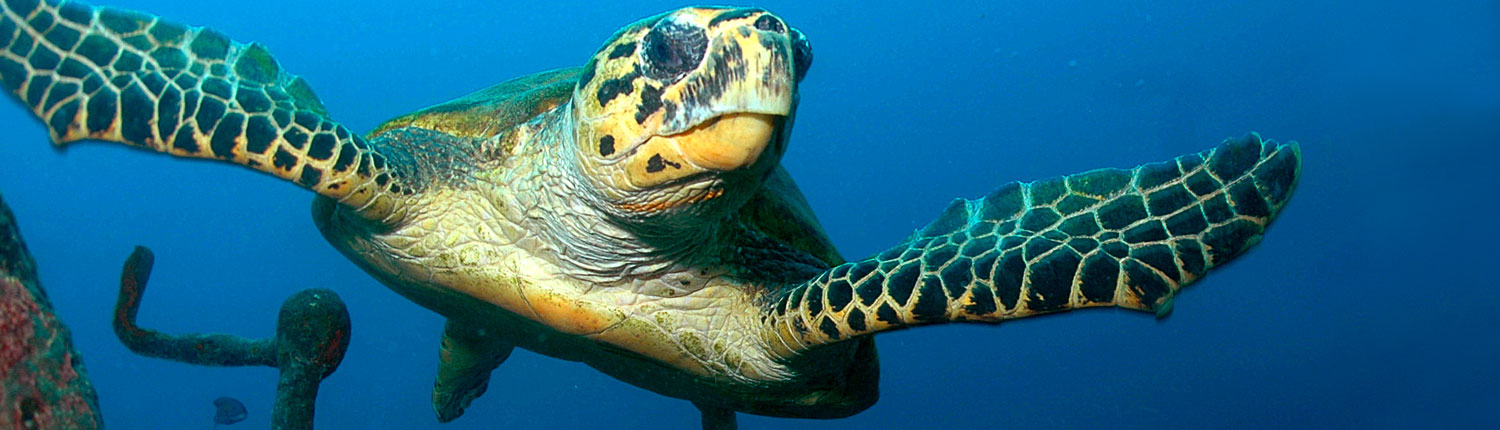 Safaga Dive Sites