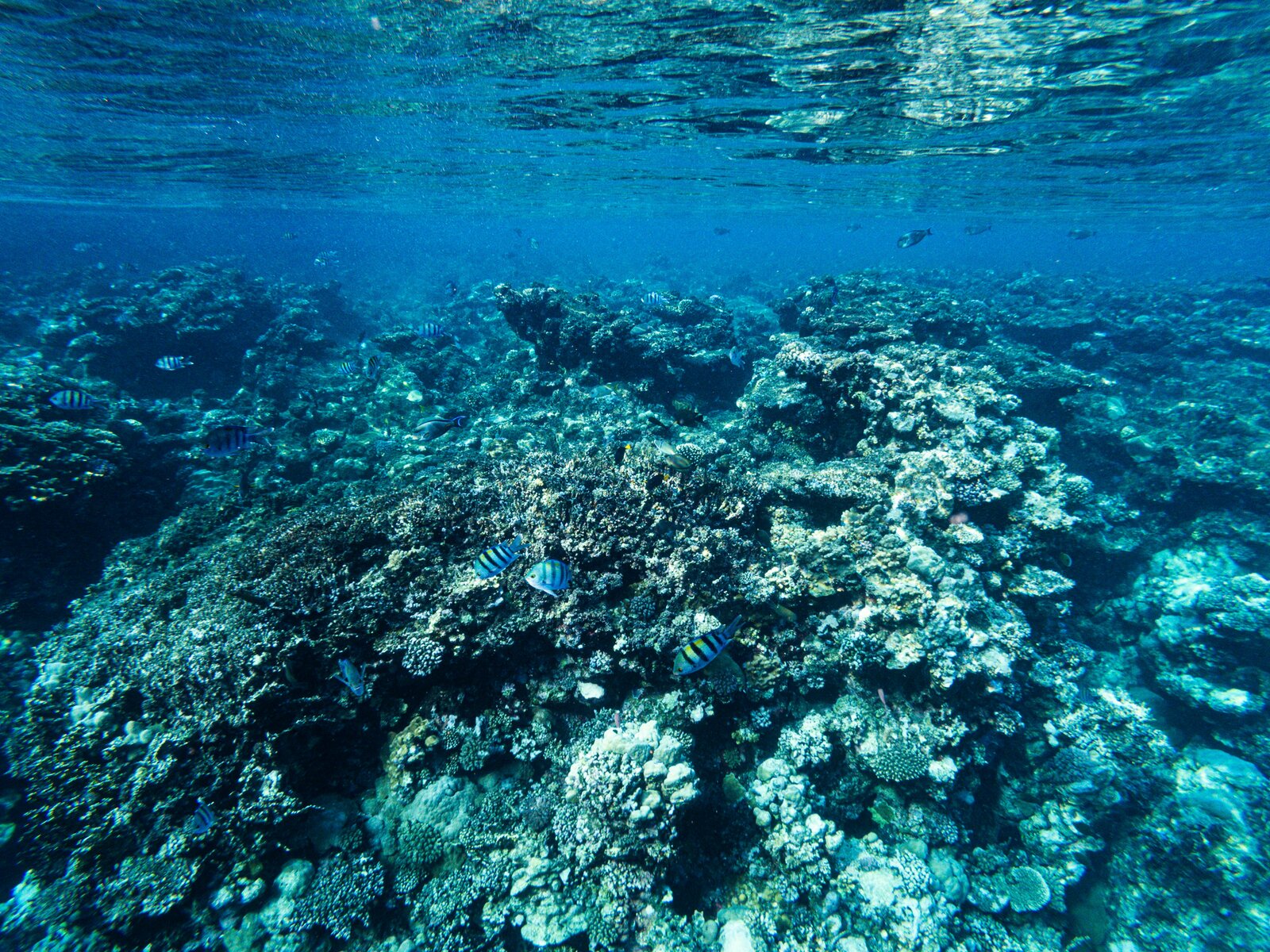 Discover Scuba Diving - Coral reef