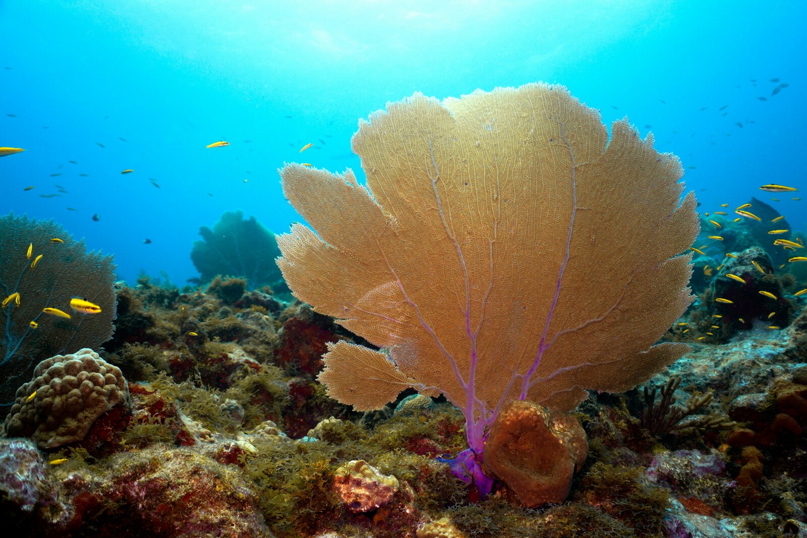 Discover Scuba Diving - Marine life