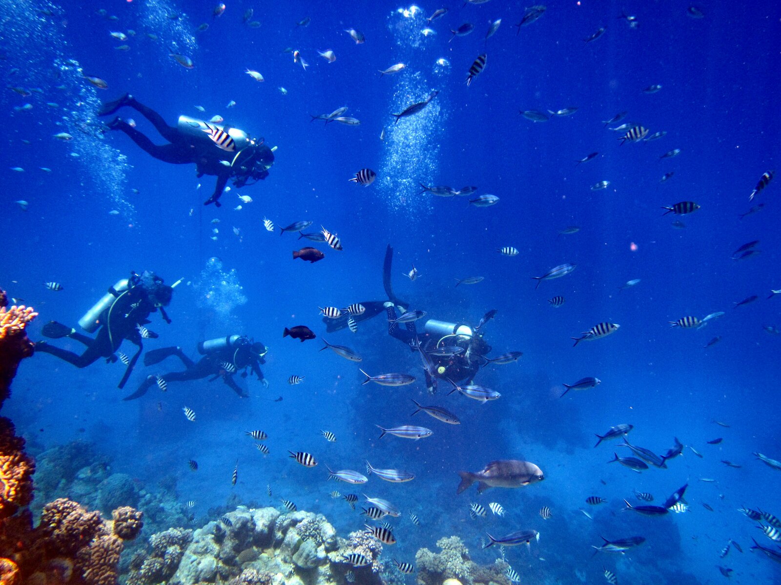 Discover Scuba Diving - Underwater view