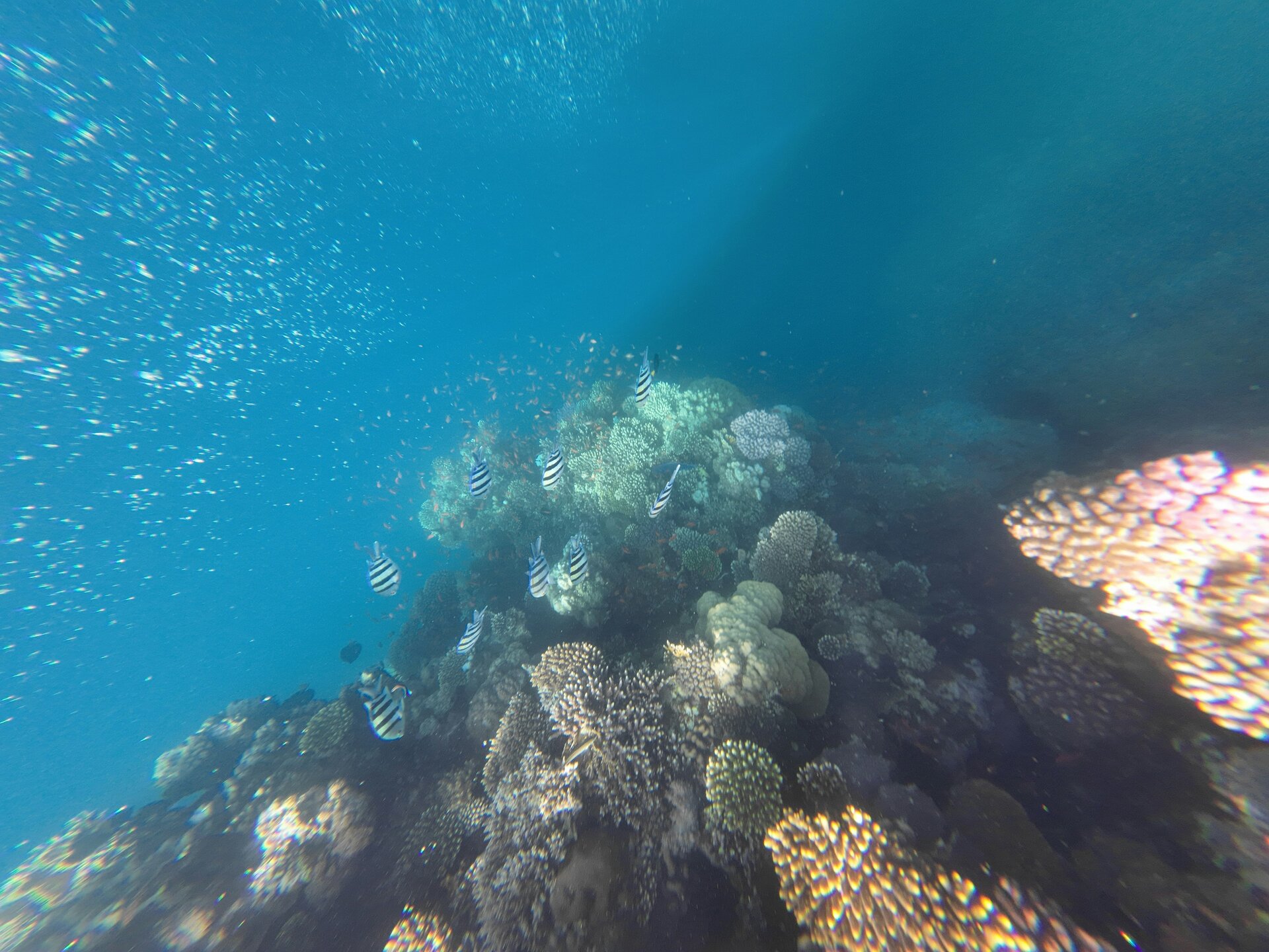 Discover Scuba Diving - Main view
